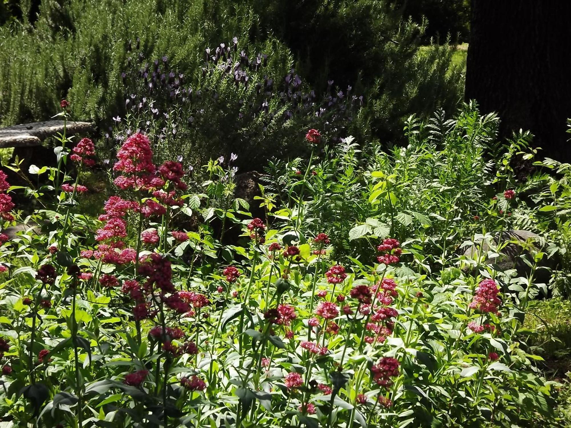Backyard Garden Oasis Bed & Breakfast Middletown Exterior photo